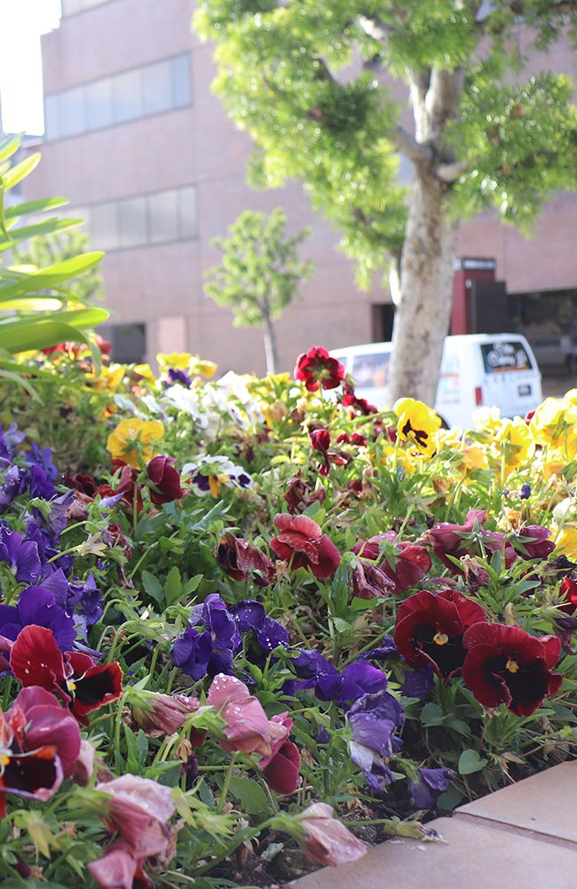 Flowers outside the Huntington Family Medicine building